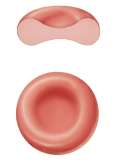 <ul><li><p>Small-diameter (7.5 um) cells that <span style="color: red;"><strong>contribute to gas transport</strong></span></p></li><li><p>Filled with <strong>hemoglobin</strong> (Hb) <span style="color: red;"><strong>for gas transport</strong></span></p></li></ul><p></p>