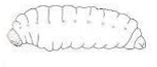 <p>Type of larva: lacks leg + well developed head capsule</p>