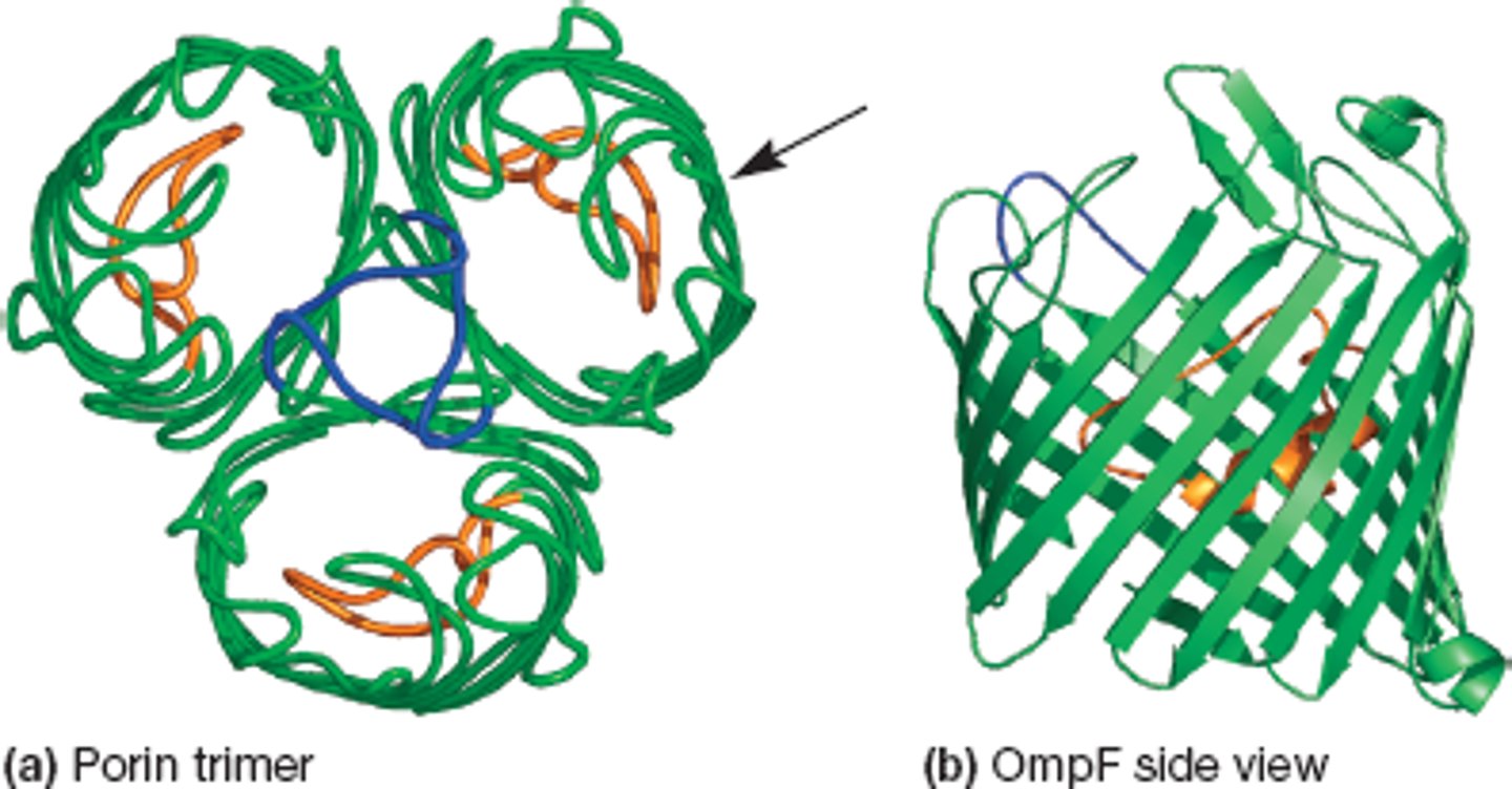 <p>- part of G- bacterial envelopes</p><p>- trimers (3 parts)</p><p>- Transmembrane proteins on outer membrane</p><p>- selectively permeable to molecules less than or equal to 600 Daltons</p><p>- sometimes found in G+ bacteria</p>