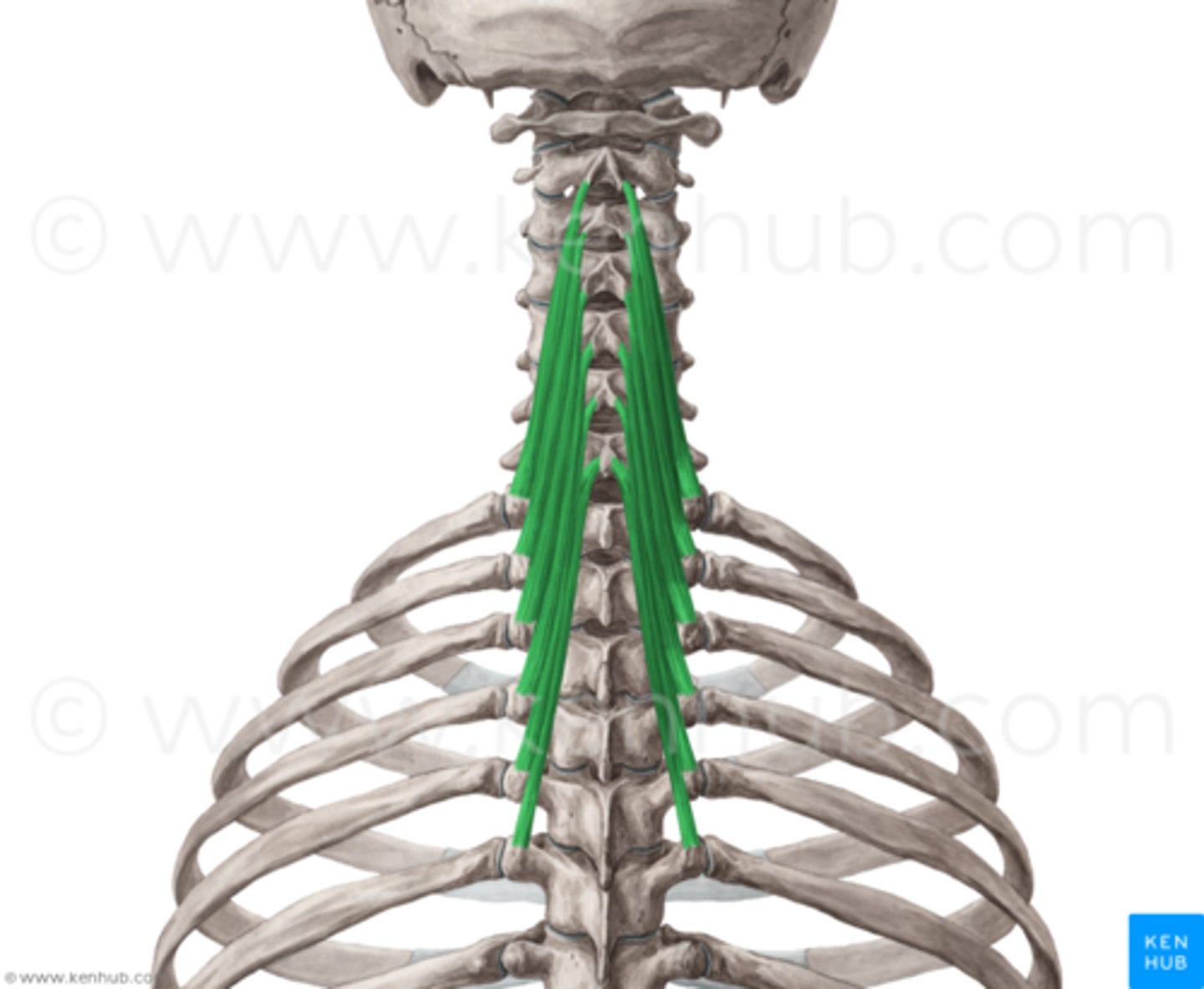 <p>extends and contralaterally rotates head and vertebral column</p>