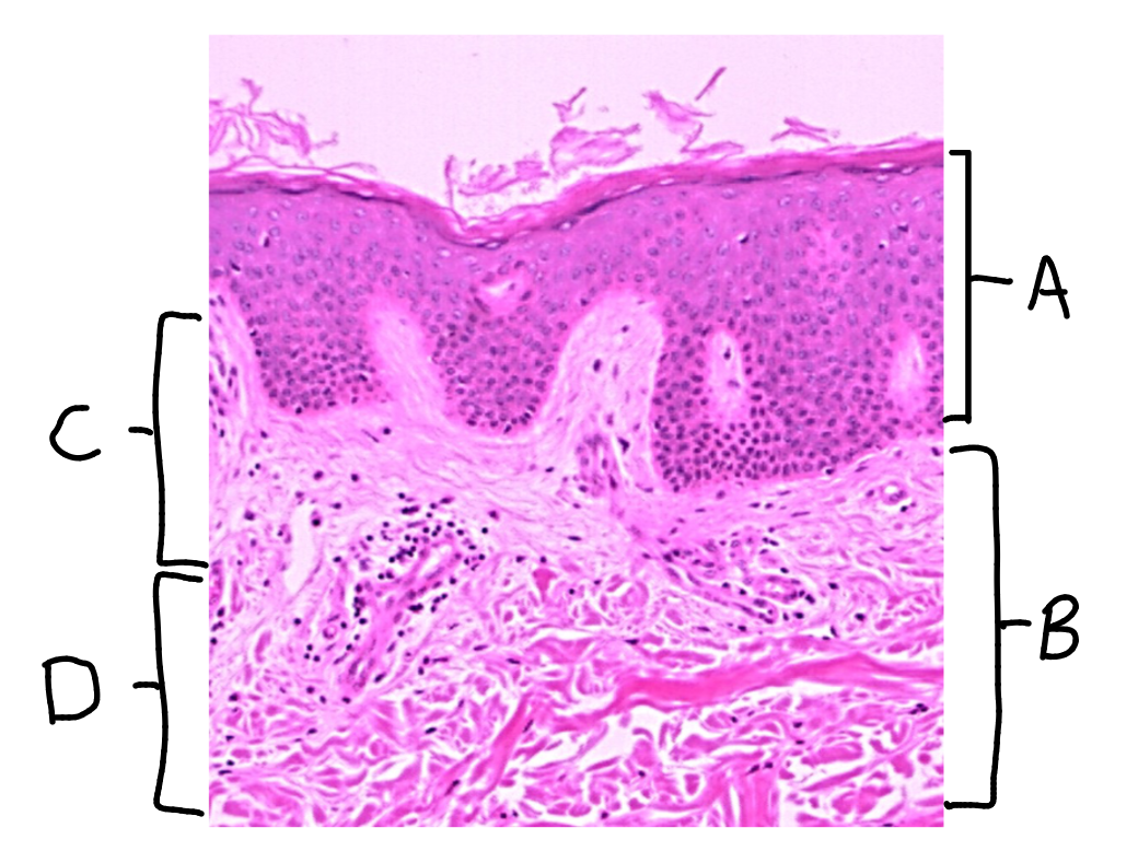 <p>What is this a picture of? Identify the highlighted structures and describe them.</p>