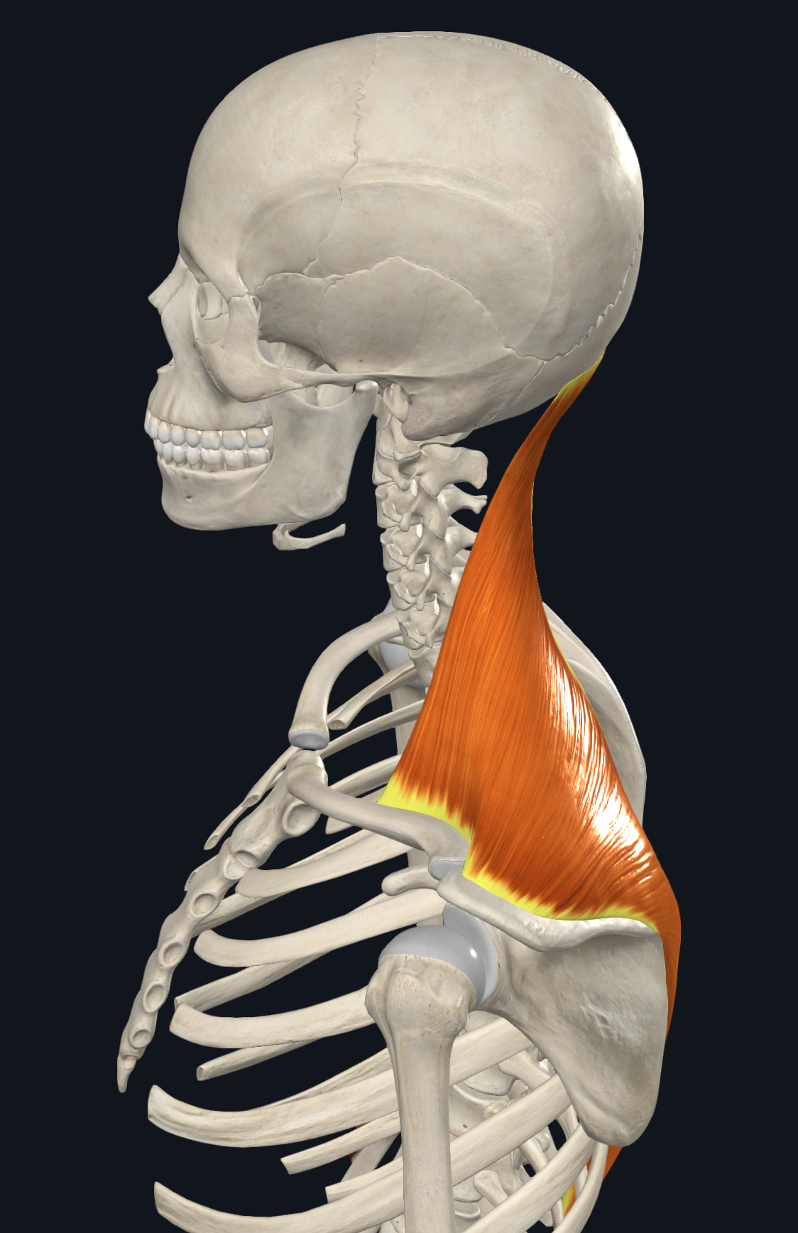 <p>Clavicle: posterior border of the lateral side</p><p>Scapula: spine and acromion </p>