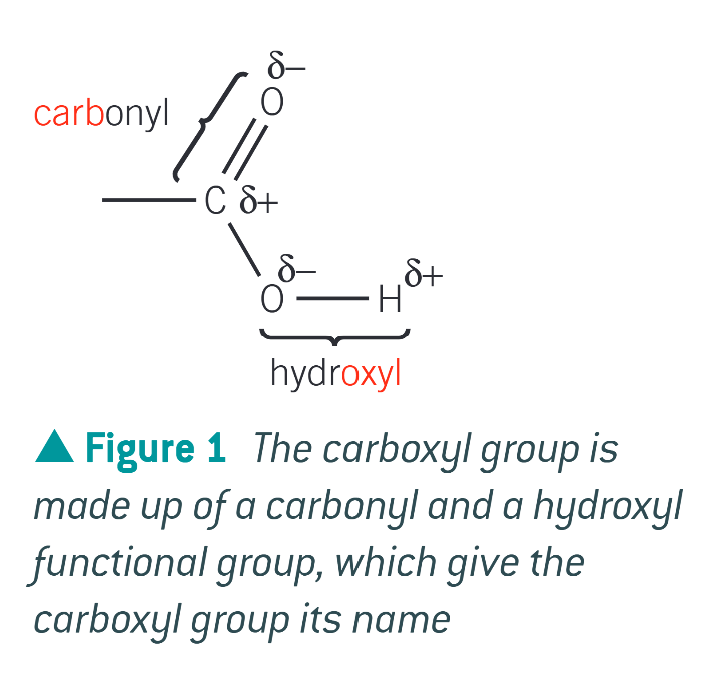 <p>a carbonyl group and a hydroxyl group </p>