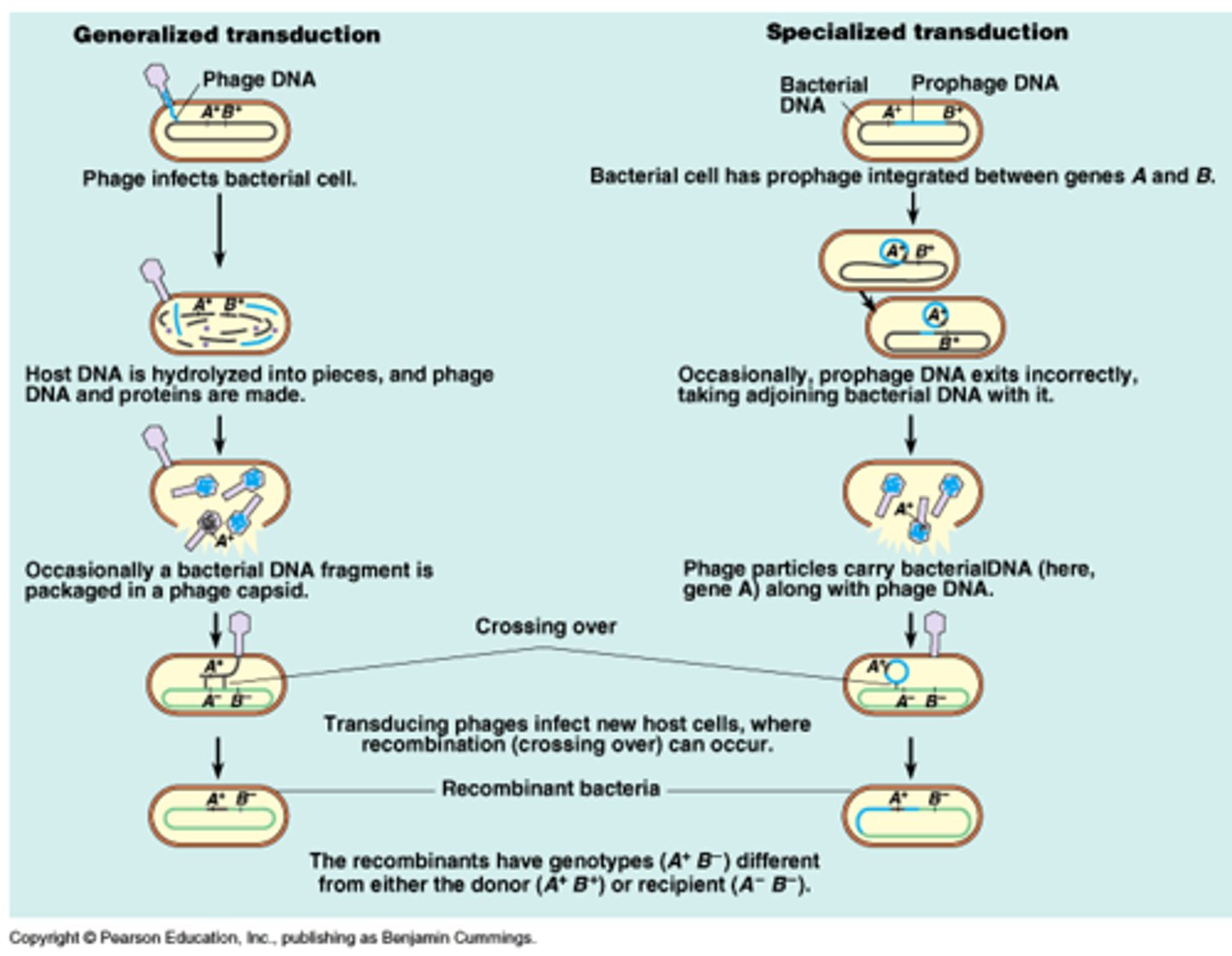 <p>Generalized transduction: Lytic phages can pick up random fragments of disintegrating host DNA in their capsids during assembly; Any gene can be transmitted this way. </p><p>Specialized transduction: When lysogenic phages are induced, some times this results in excising not only part of the viral genome but part of the host cell genome that can be inserted into the capsid. A new host can insert the part bacteria/part virus DNA into their chromosome (seen in E. coli, Salmonella, S. aureus)</p>