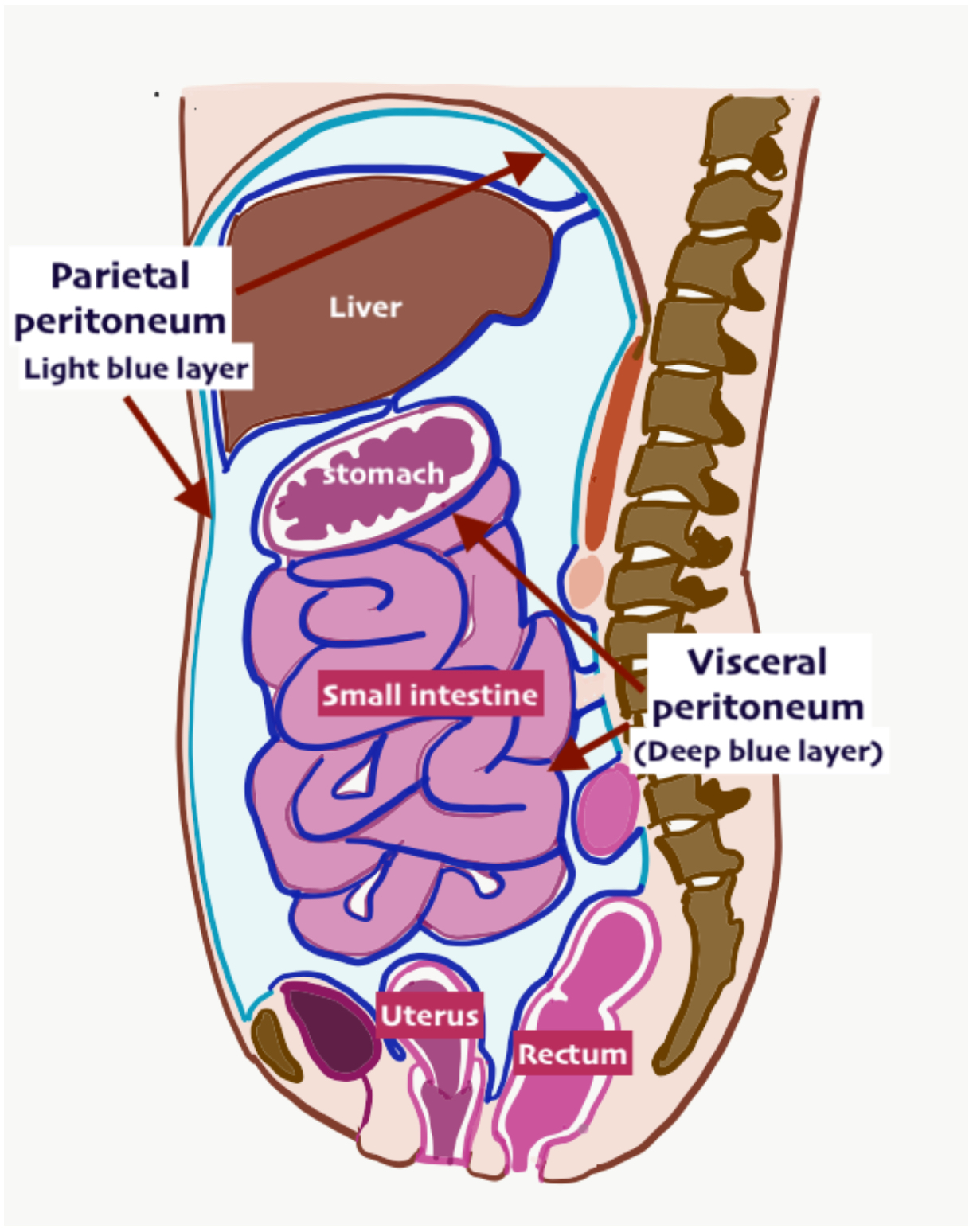 <p>Lines any/all of the organs in the abdominal pelvic cavity </p>