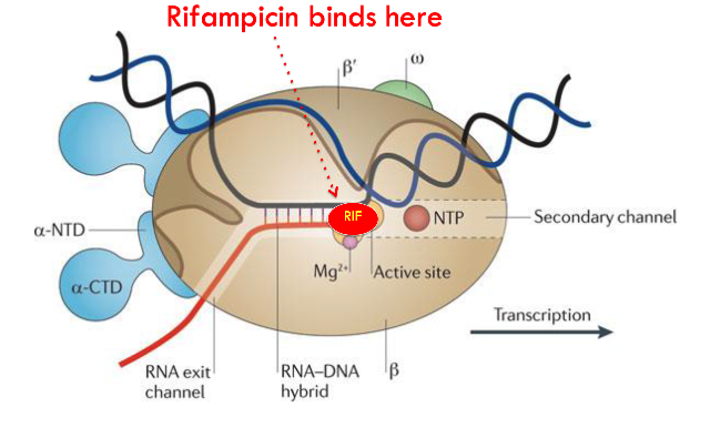 <p><span>Rifampicin binds to RNA Polymerase and blocks transcription.</span></p>