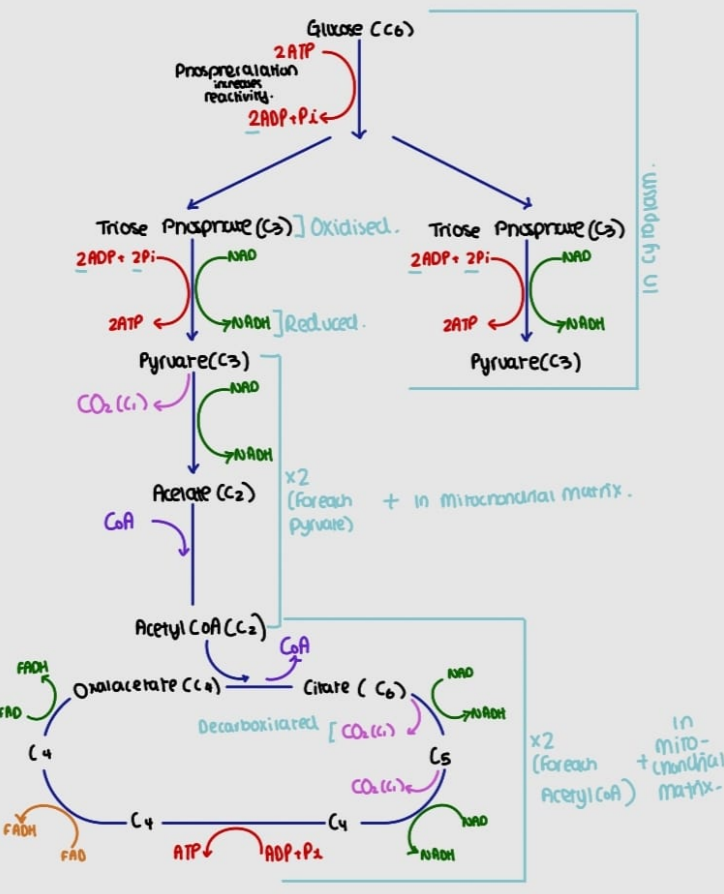 knowt flashcard image