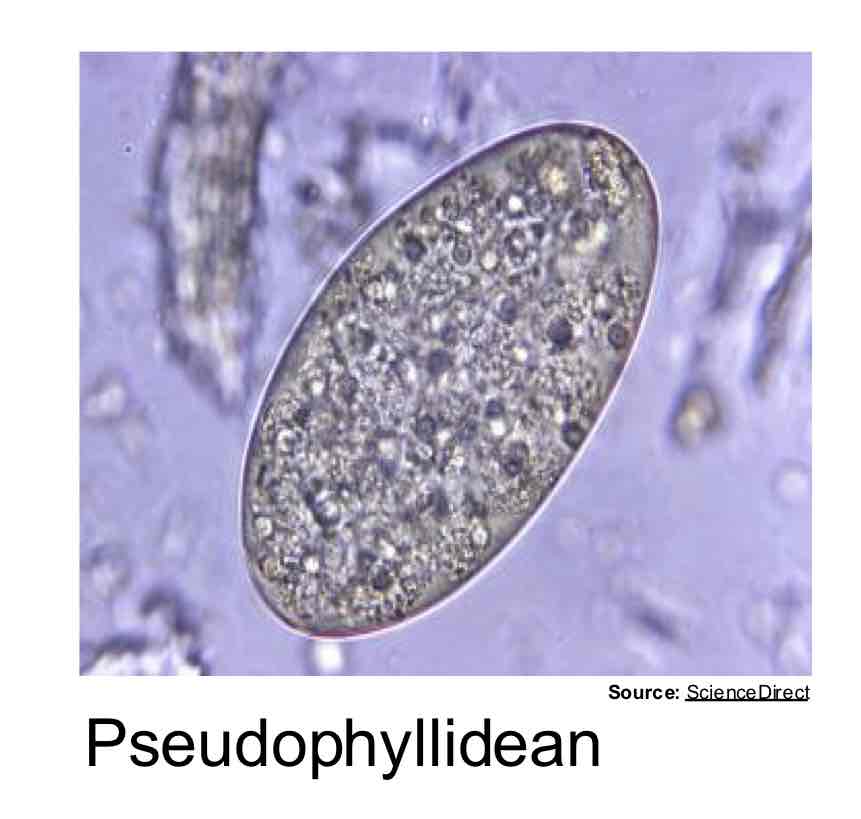 <p>Pseudophyllidean</p>