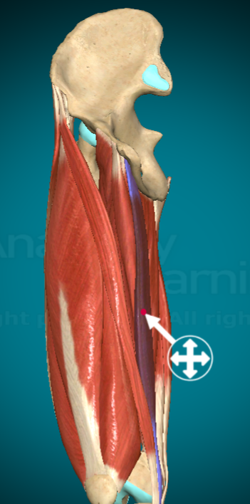 <p>What action does the Gracilis allow for?</p>