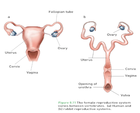 Female reproductive system.