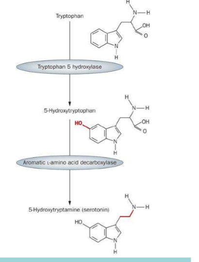 Trp + O2 -→ serotonin + water + carbon dioxide 

(peristalsis, BP, neurotransmission, light/dark) 