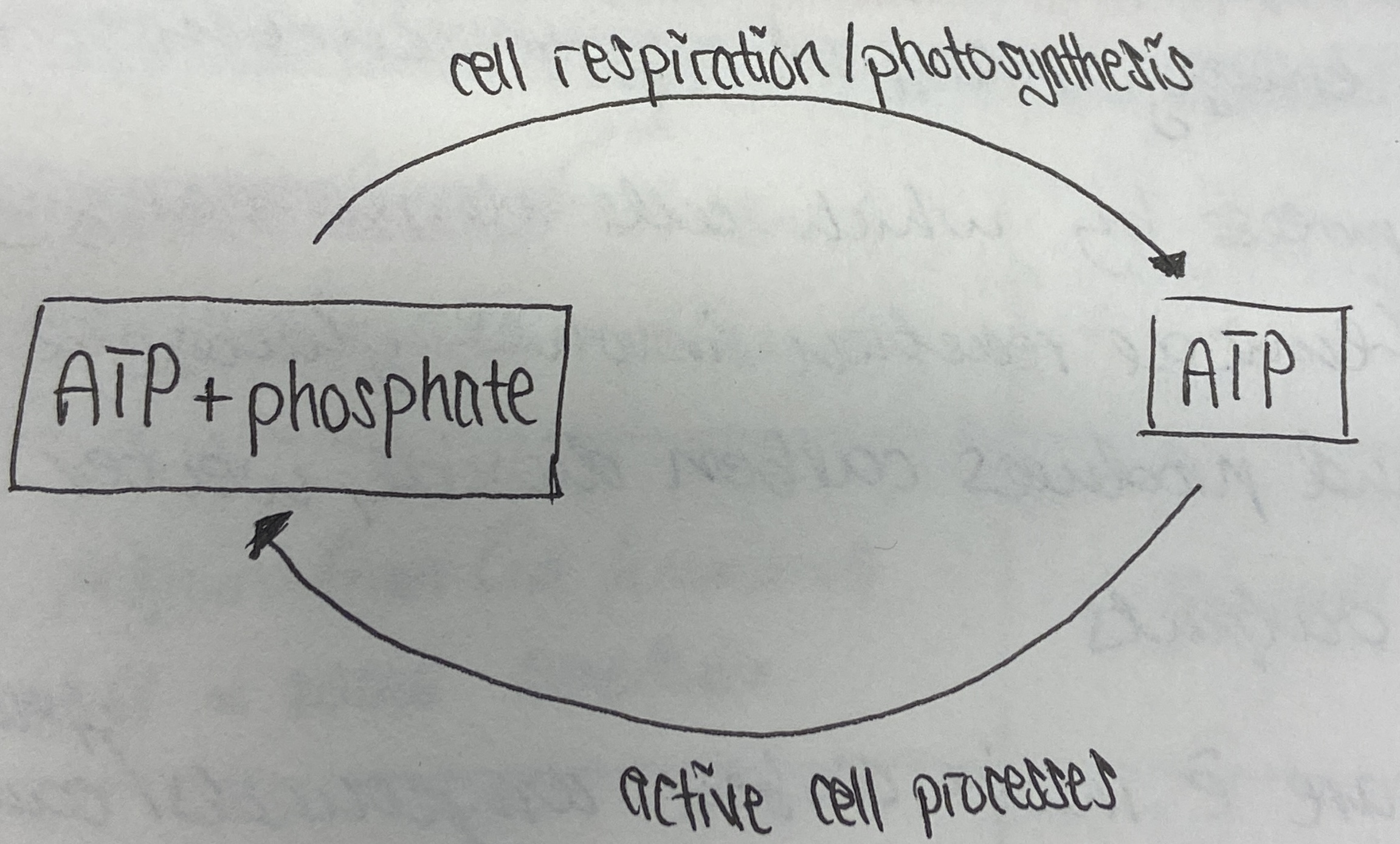 <ul><li><p>ATP + phosphate + energy → (condensation) ADP +H2O</p></li><li><p>ADP + H2O → (hydrolysis)  ATP + phosphate + energy</p></li></ul><p></p>