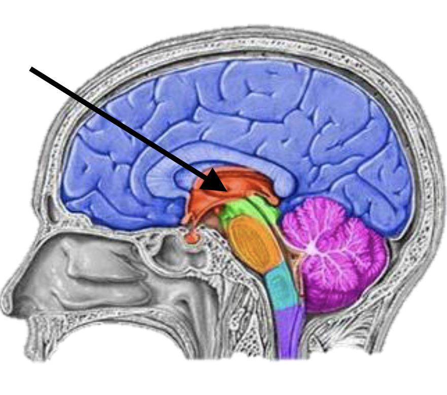 <p>Name the brain structure</p>