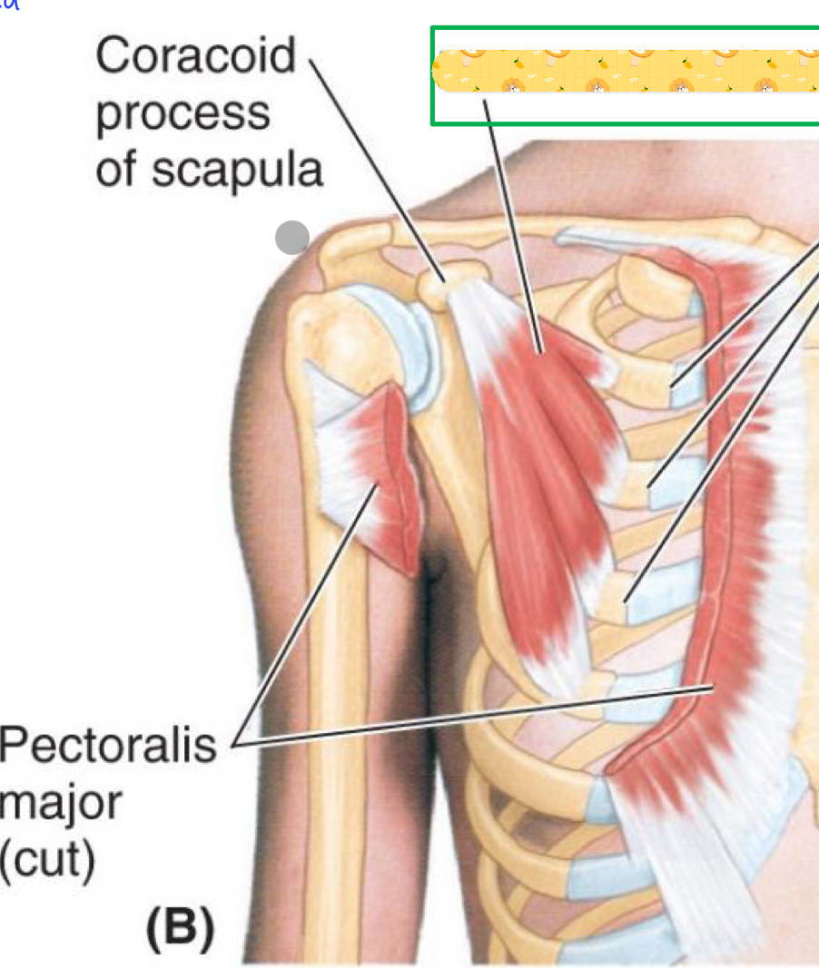 <p>Name this muscle</p>