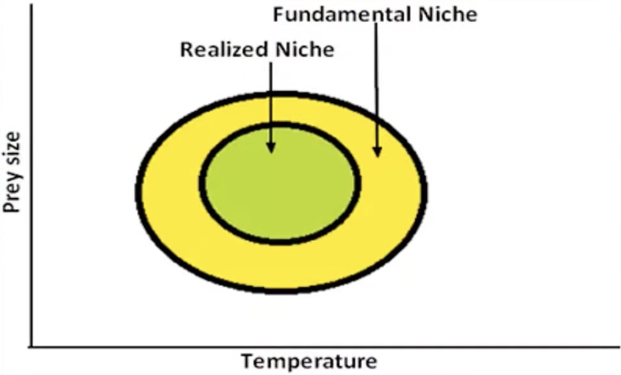 <p>fundamental niche</p>