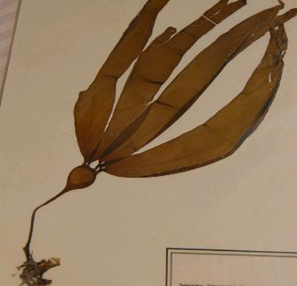 <p>Identify the Pacific Coast algal species shown</p>