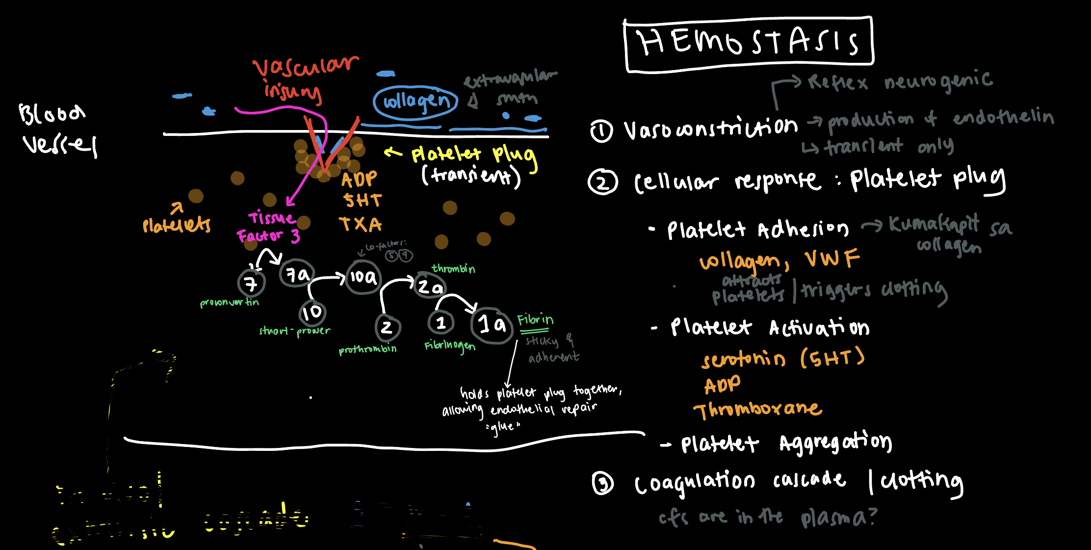 <p>a. Factor V - Labile factor</p><p></p><p>Proper answer is <strong>Tissue Factor 10</strong>. If TF 10 is not in the choices, we can choose its co-factors: Labile factor (factor 5) or Calcium (factor 4)</p><p></p><p>Prothrombin is Factor 2</p>