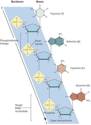 <ul><li><p>a phosphate connects the 5’ carbon of one nucleotide to the 3’ carbon of an adjacent nucleotide</p></li></ul><p></p>
