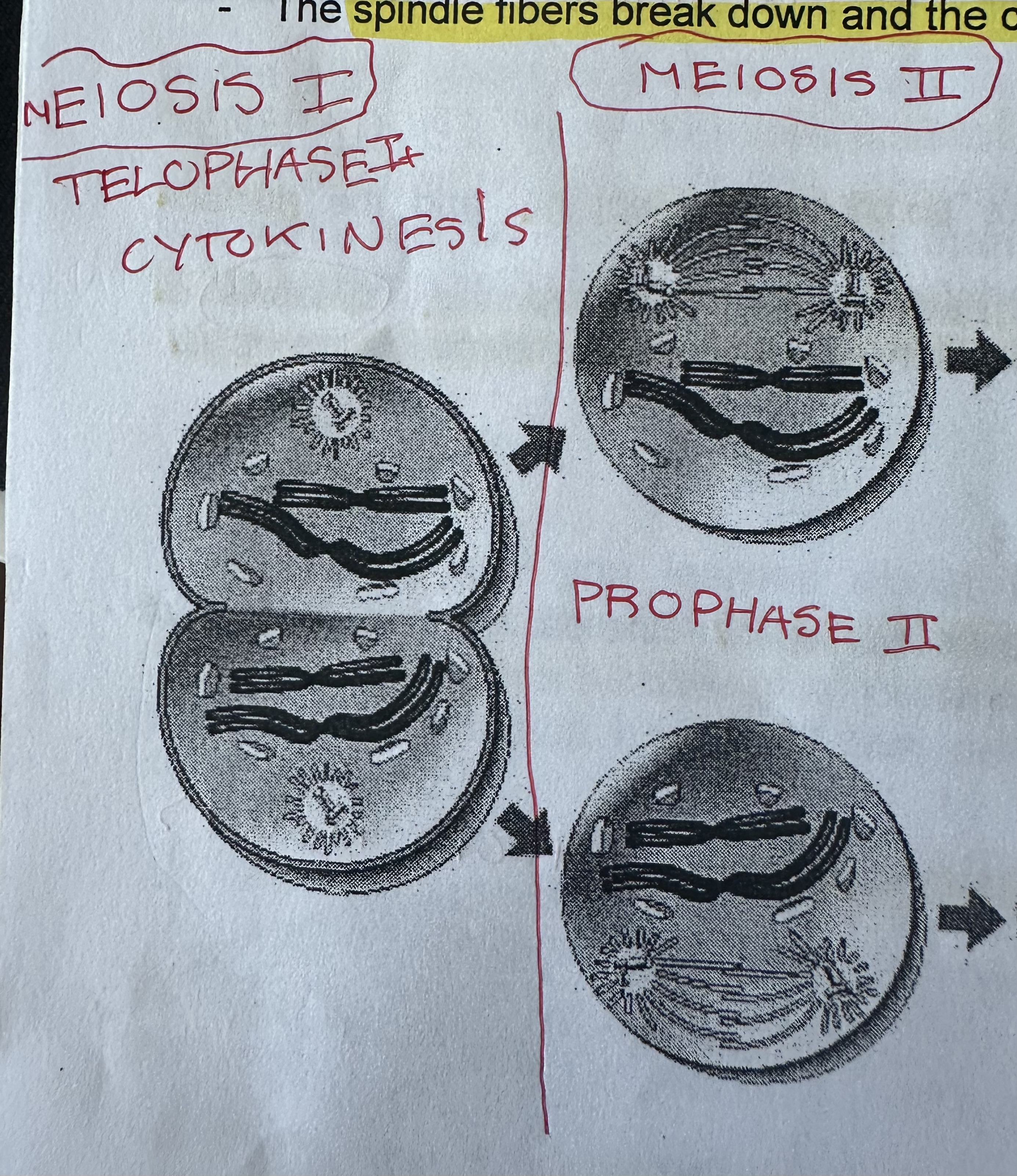 <p>Telophase I leads directly to prophase II</p><p>New set of spindle fibers form around chromosomes</p>