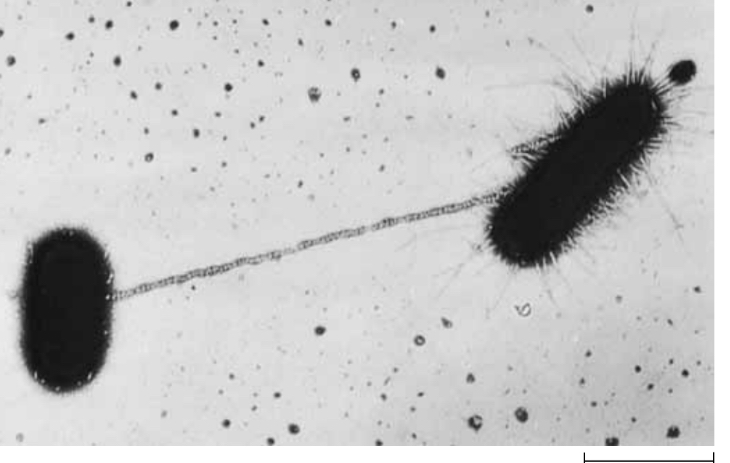 <p>Transfer of genetic material occurs through a cytoplasmic connection that forms once the cells are in contact. </p>