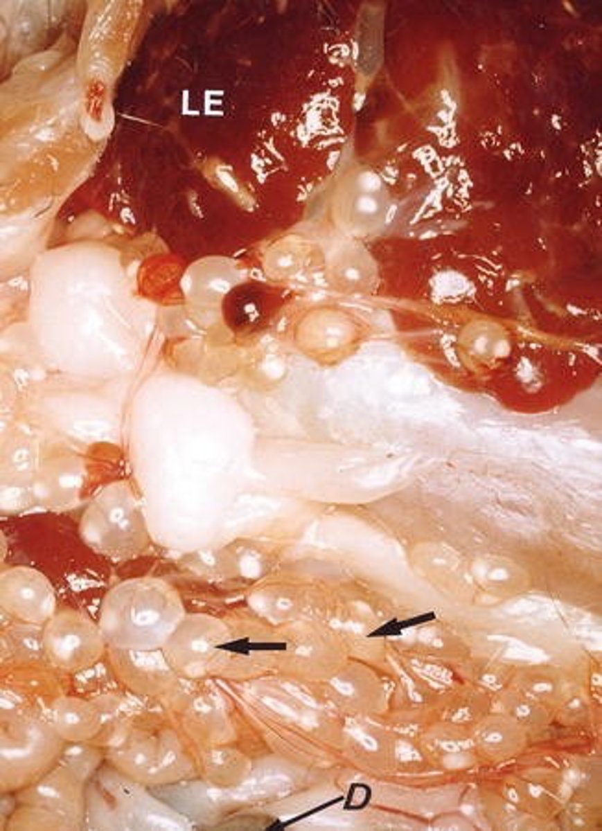 <p>Peritoneum of a rabbit. What parasite species is this?</p>