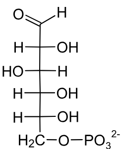 <p>G6P/ADP</p>