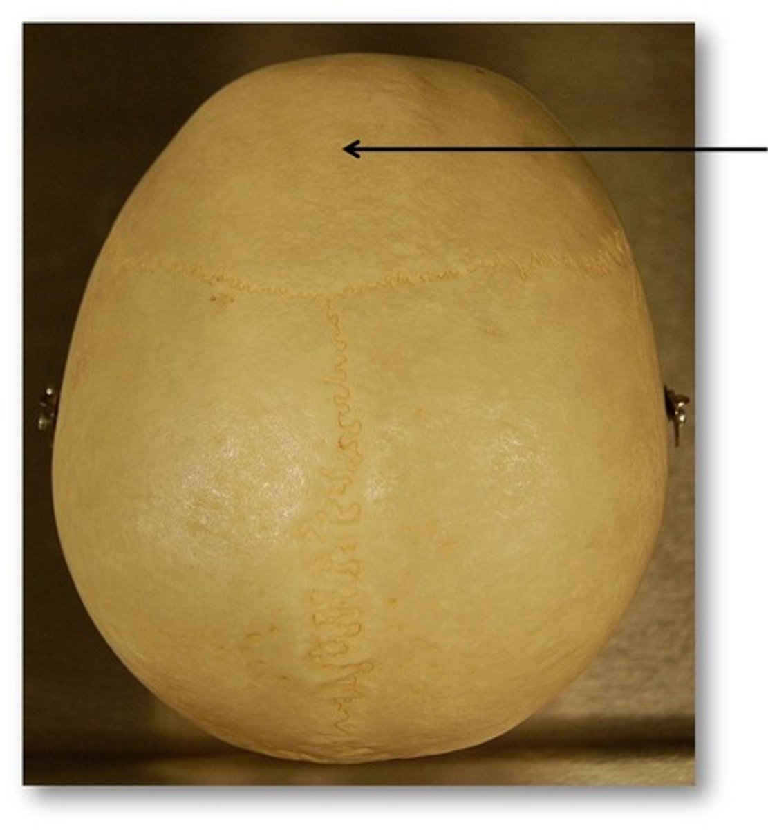 <p>Name this bone (superior view).</p>