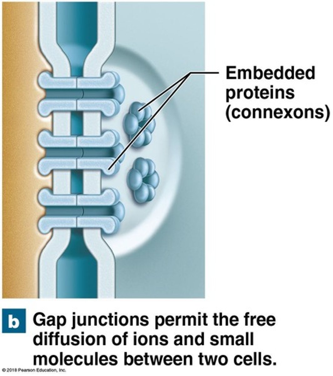 <p>Rapid communication between cells and the passage of small molecules and ions.</p>