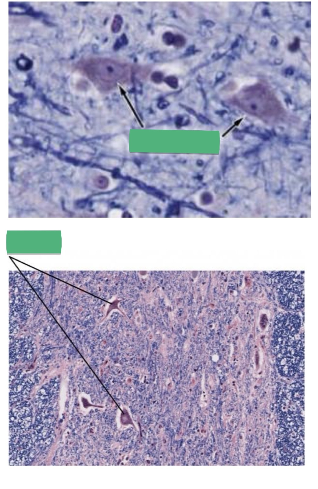 <p>TISSUE: ________</p>