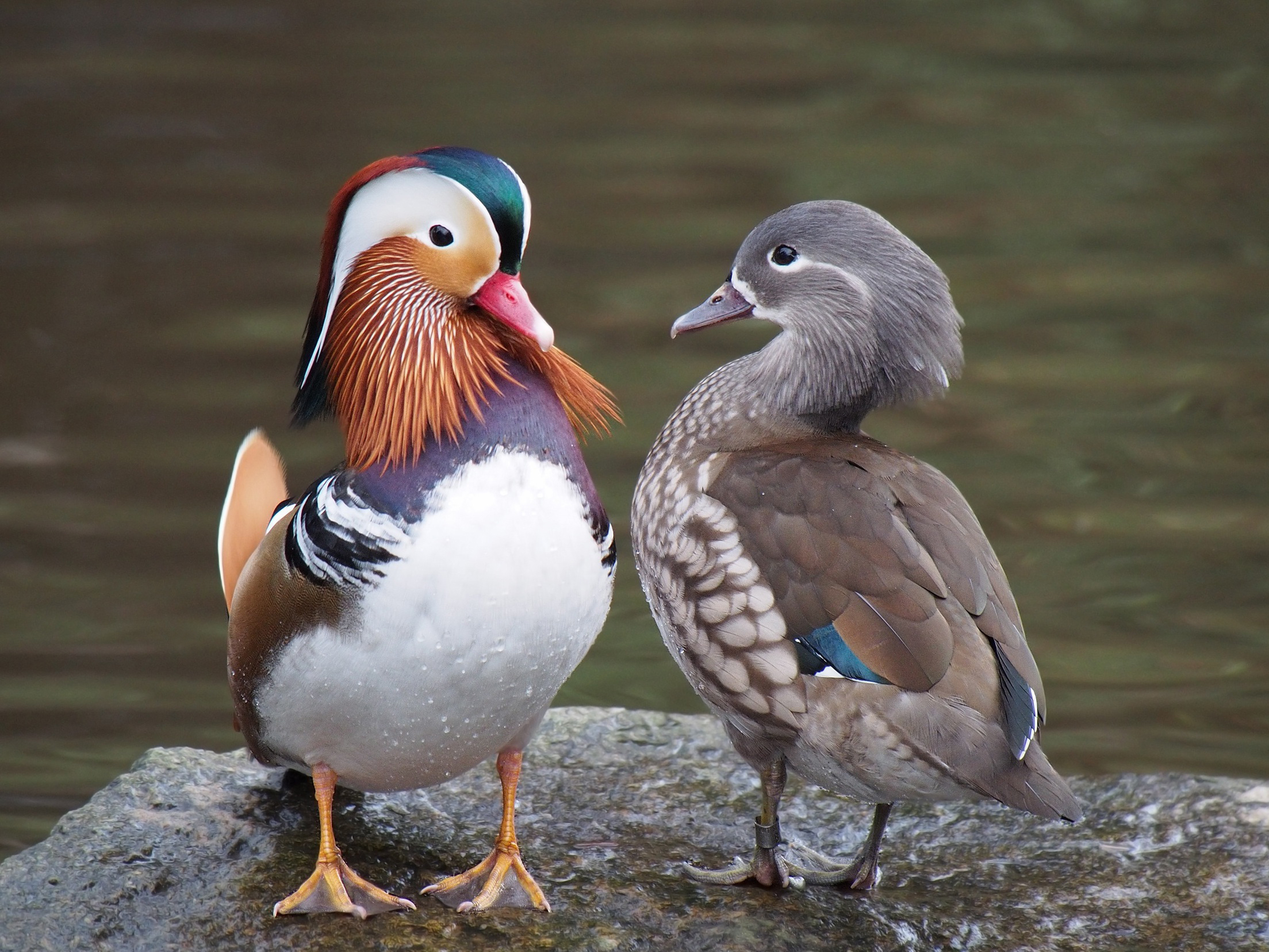 <p>The phenotype (observable traits like height, eye color) difference between males and females in the same species.</p>