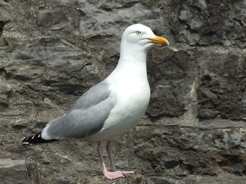 <p>Larus argentatus</p>