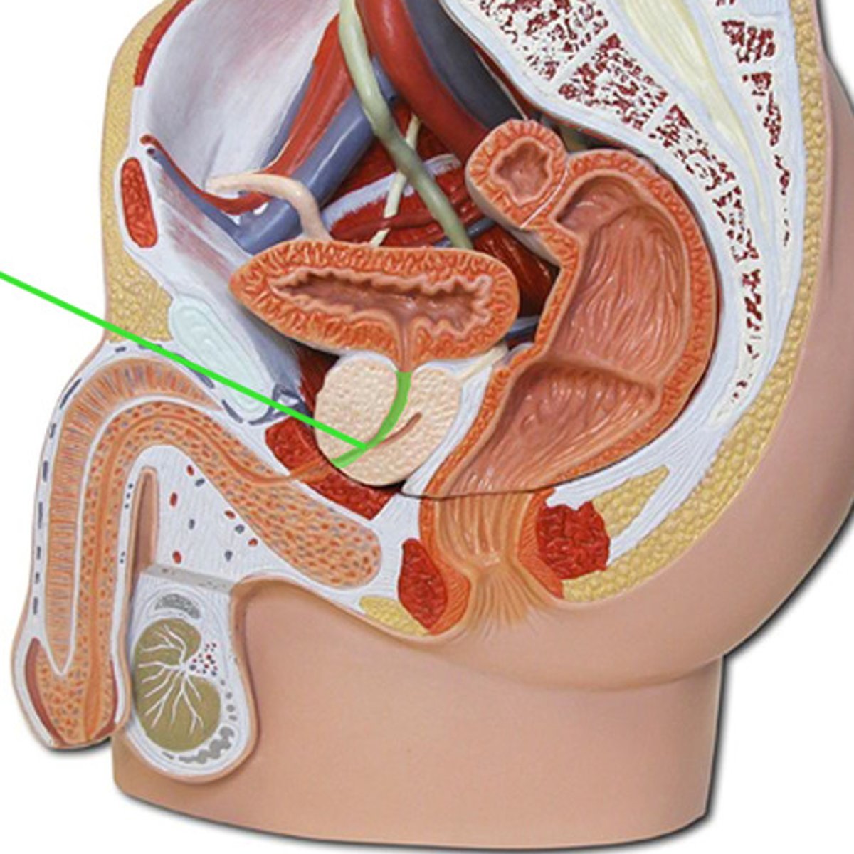 <p>Prostatic urethra; passes through the prostate gland.</p>