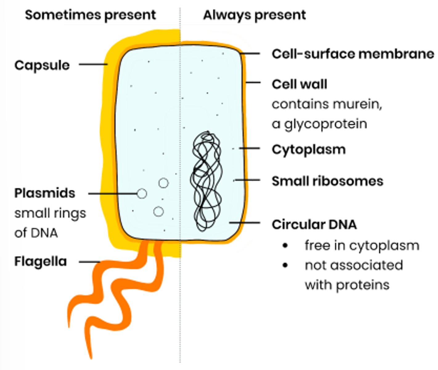 knowt flashcard image