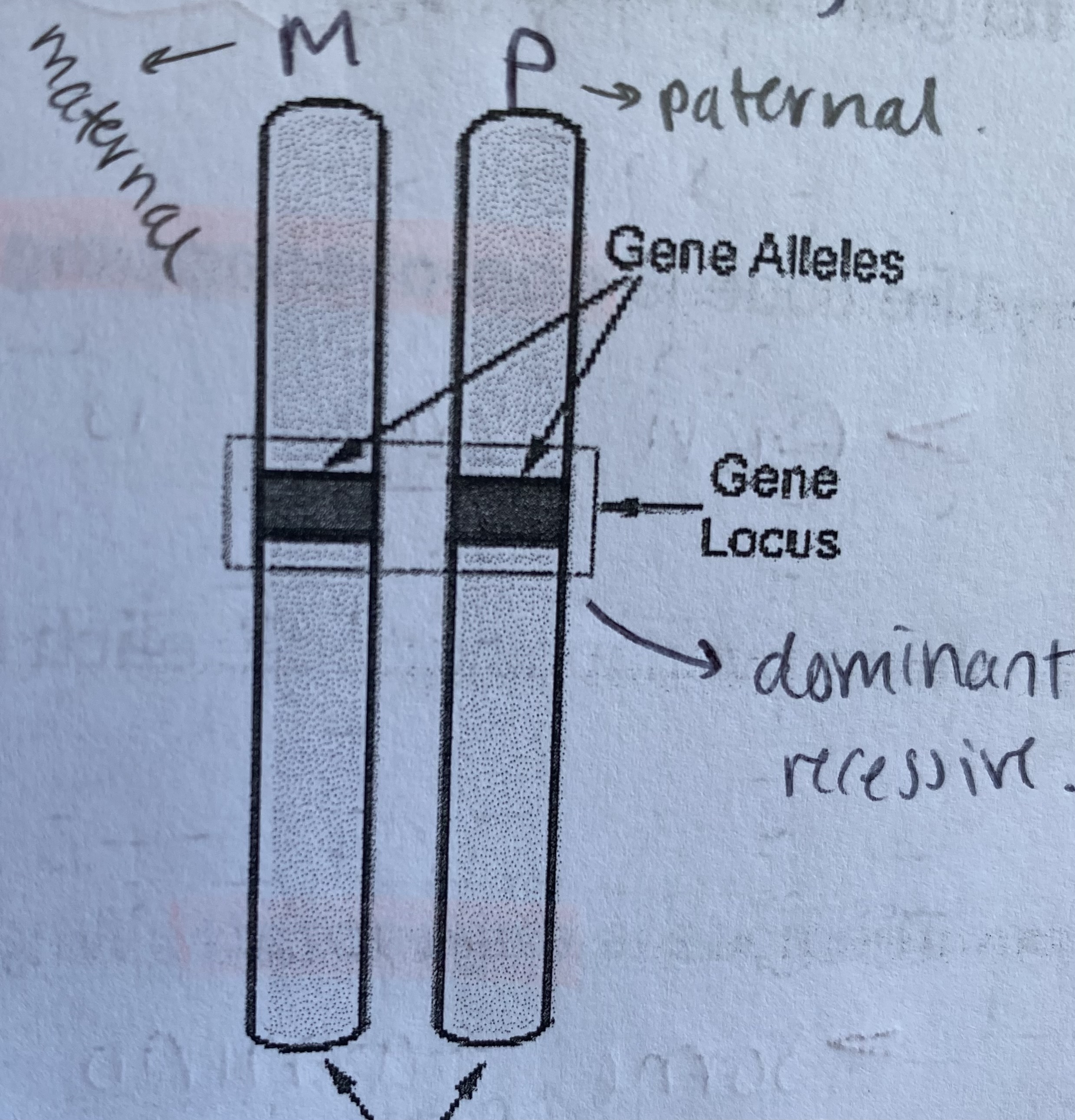 <p>a <strong>locus</strong> </p>