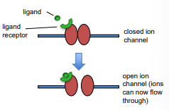 <p>ligand dated ion channels</p><ul><li><p>ligand receptor embedded in the channel</p></li><li><p>ligand binding to receptor induces conformational change to open or close the channel</p></li></ul><p>voltage gated ion channels</p><ul><li><p>voltage sensor in the ion channel protein</p></li><li><p>changes in membrane potential induce a conformational change to open or close the channel</p></li></ul><p></p>