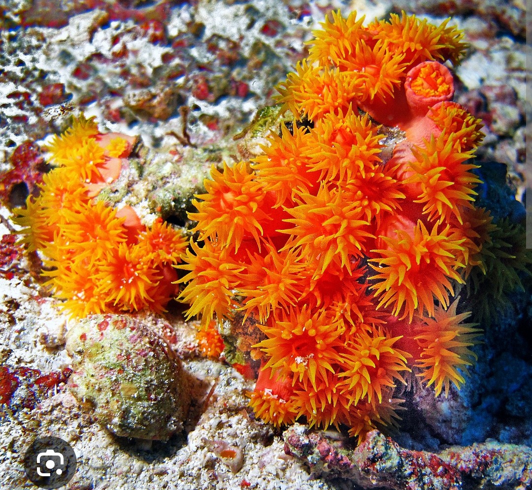 <p>Dendrophyliidae family</p><p class="has-focus">bright orange or yellow polyps and a tubular, star-like structure</p>