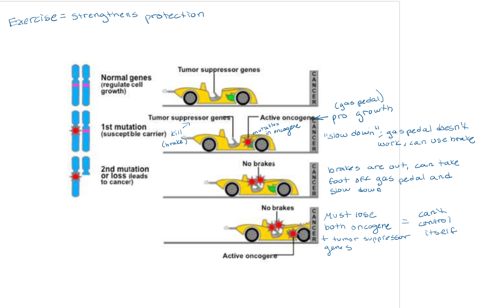 <p>With an active oncogene (pro-growth) representing the gas pedal and a tumor suppressor gene (inhibitor) representing the emergency brake, the picture shows how both have to be damaged to run into cancer.</p><ul><li><p>If 1 is damaged, the other will override it and slow it down</p></li><li><p>If both are damaged, there is nothing stopping it from running into the cancer wall.</p></li></ul><p></p>