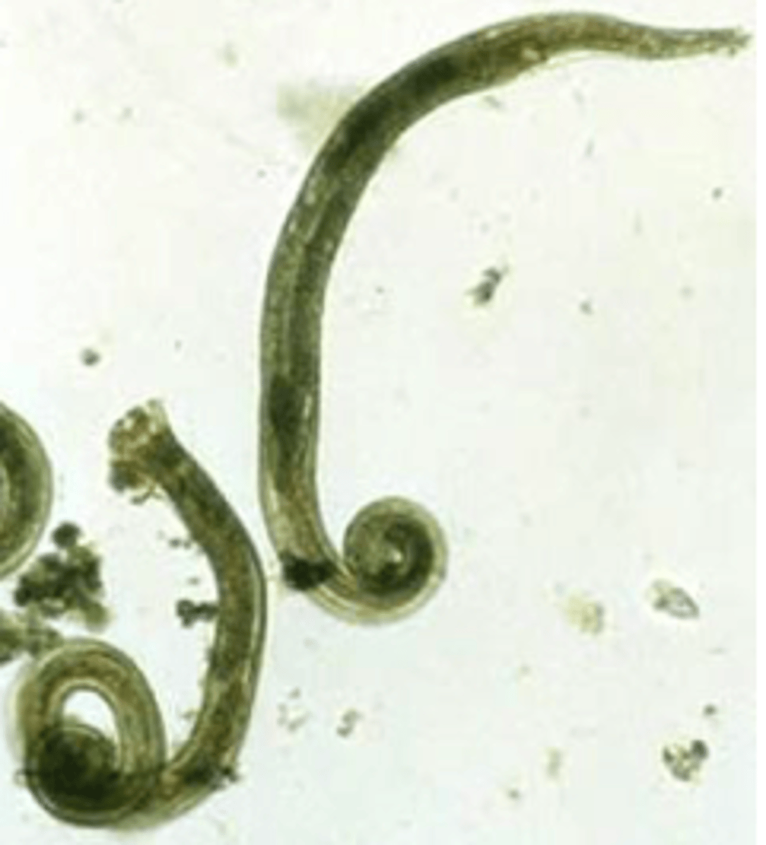 <p>Ollulanus tricuspis</p>