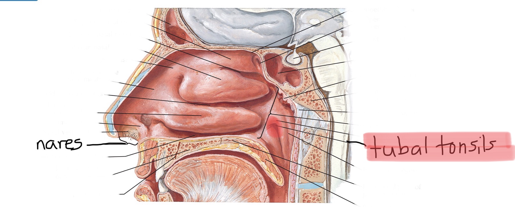 knowt flashcard image