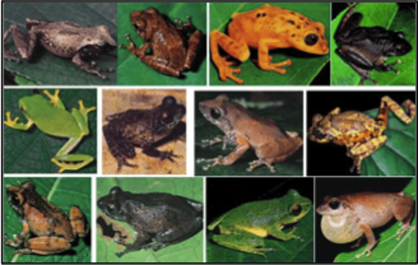 <p>the number of different species in an ecosystem. This includes the number of species present (richness) and their relative abundance (evenness).</p>