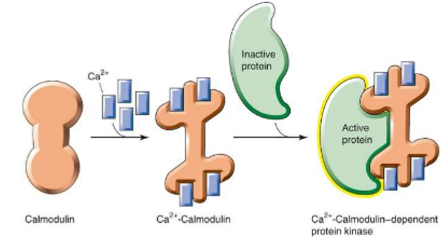 <p>→ initiatie dwarsbrugcyclus</p><ol><li><p>Ca2+ sensor: bindt Ca2+ → kan versch soorten kinasen en fosfatasen activeren, inactiveren, moduleren => zet intracellulaire Ca conc stijging om in biologisch signaal</p></li><li><p>in gladde spiercellen: activeert MLCK → fosforylatie myosine light chain → interactie actine myosine</p></li></ol><p></p>