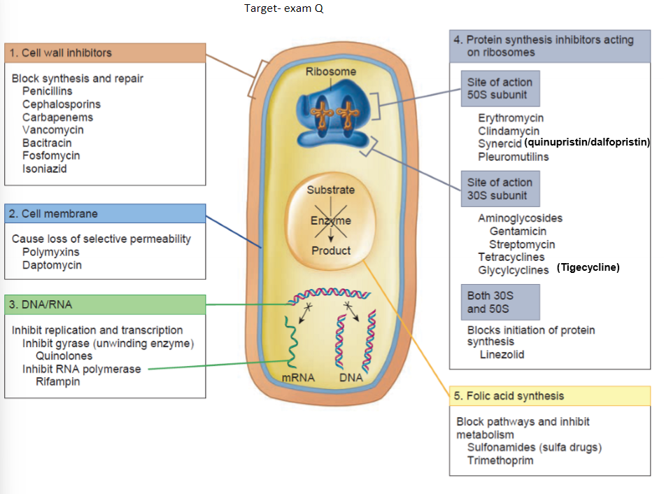 <ul><li><p>Cell wall</p></li><li><p>cell membrane</p></li><li><p>DNA/RNA</p></li><li><p>folic acid synthesis</p></li><li><p>protein synthesis on ribosomes</p></li></ul><p></p>