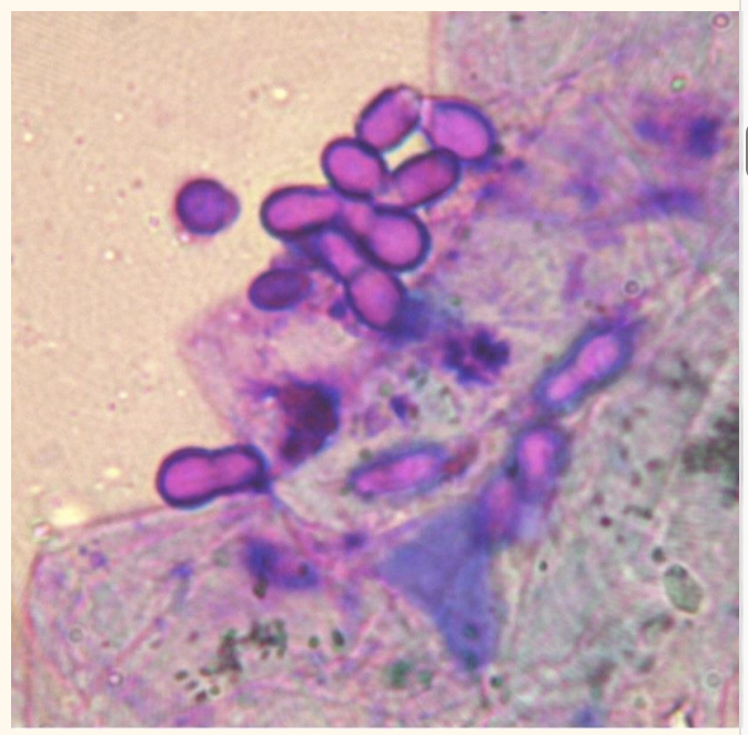 <p>Name all the cells that you can see</p>