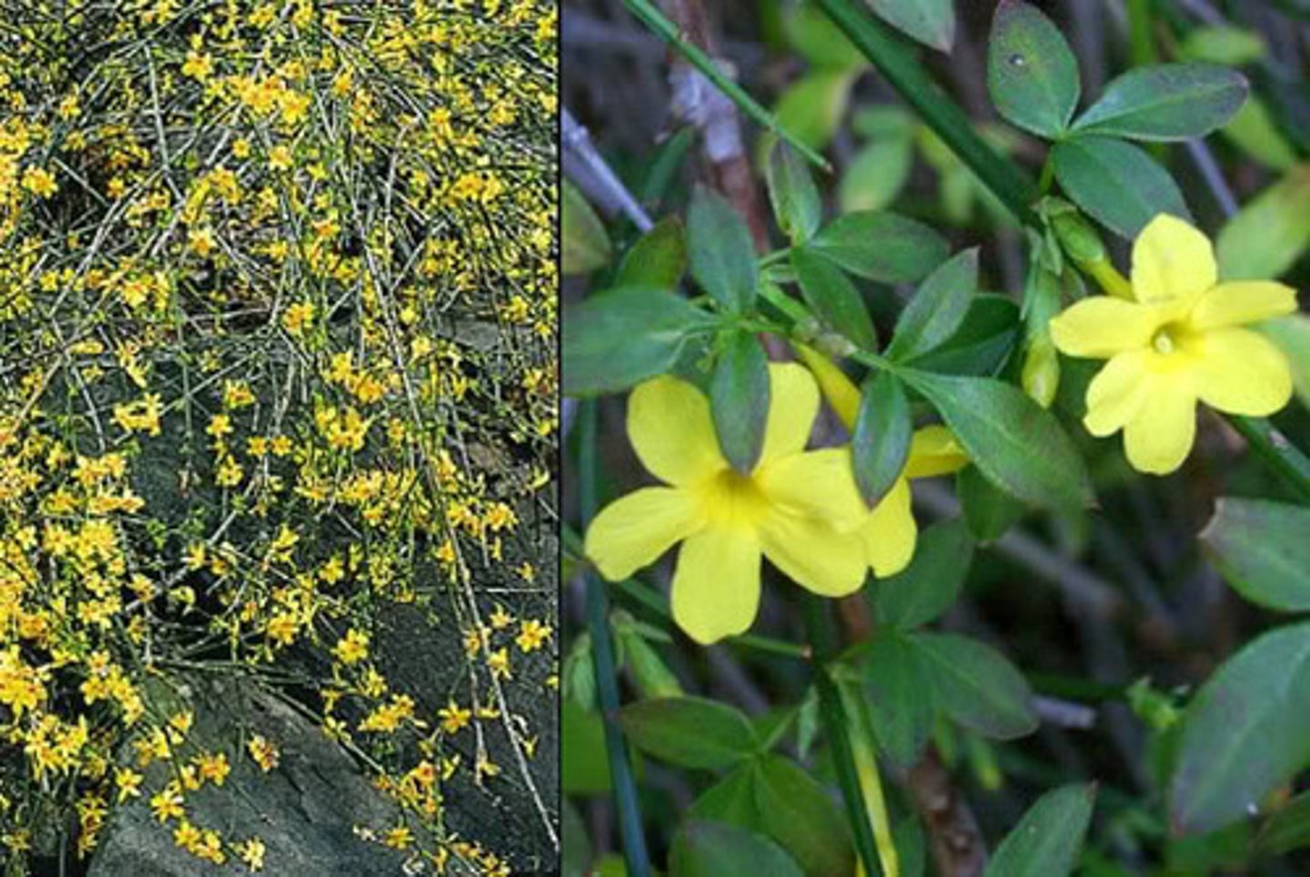 <p>'Winter Jasmine'</p>