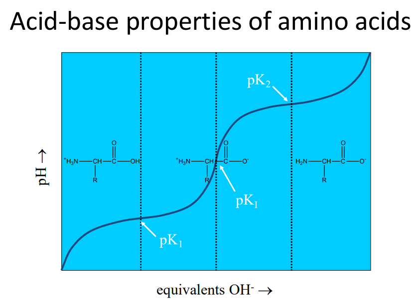 <p>as pH inc → aa becomes more ___</p>