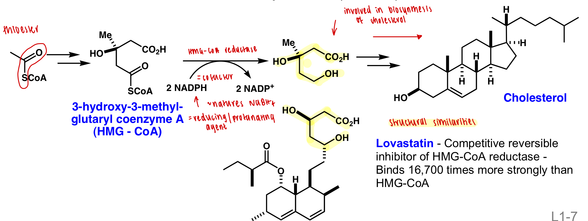 <p>= build up of cholesterol from diet or biosynthesis in the liver</p><ul><li><p>control diet</p></li><li><p>inhibit biosynthesis:</p></li></ul><p>lovastatin = competitive reversible inhibitor of HMG-CoA-reductase = upstream enzyme of cholesterol biosynthesis </p><p></p>
