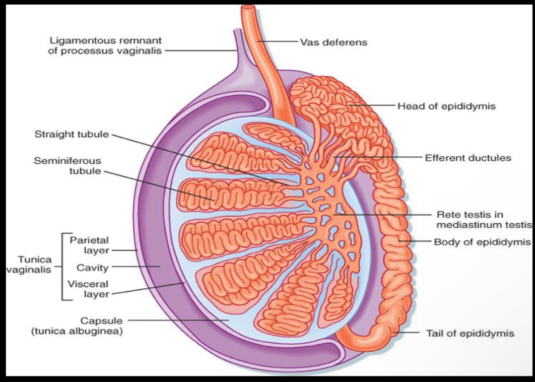 <p>True/False: Descent, on occasion, may be delayed until the first few weeks of neonatal life.</p>