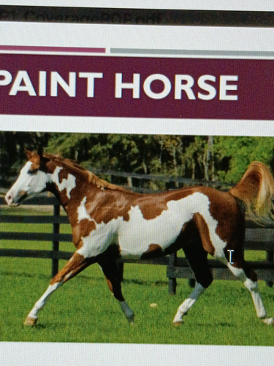 <p>-A color breed (registered breed to a particular coat color or pattern)</p><p>-Resembles pinto but must be a Quarter Horse or Thoroughbred</p><p>-Height:14-17hs</p>