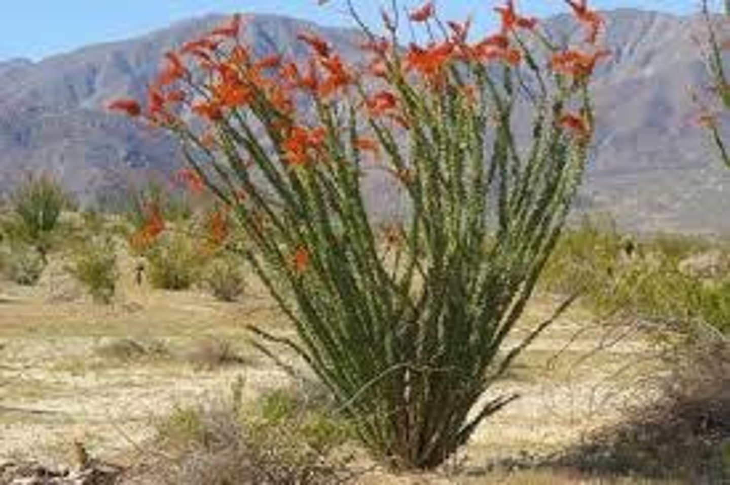 <p>Polemoniaceae. ocotillo</p>