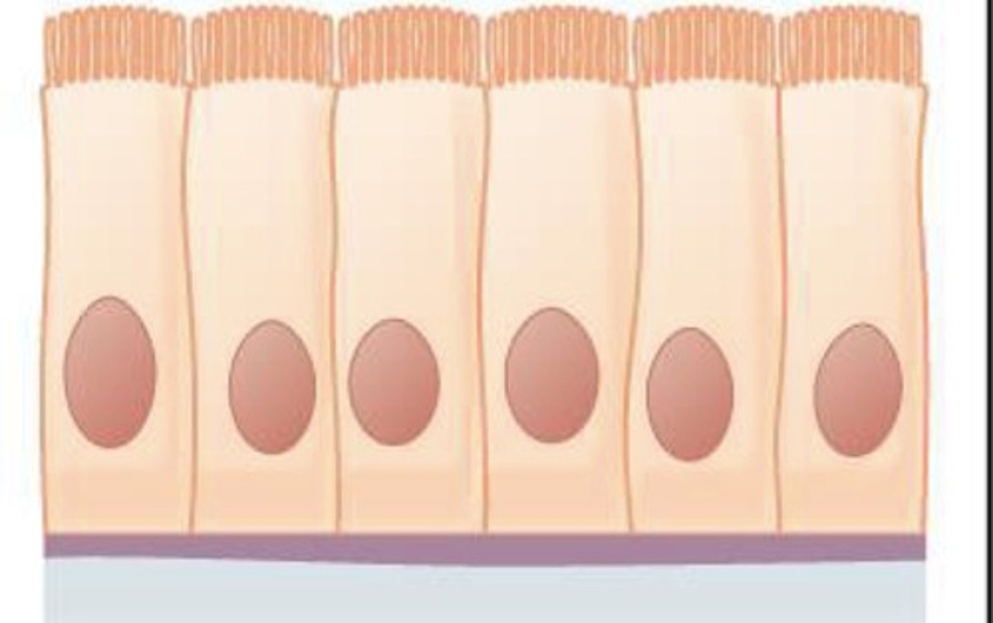 <p>What epithelial tissue is this?</p>